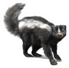 Skunk On A White Background Sticker Die Cut Vinyl Decal