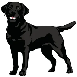 Standing Black Lab Sticker Die Cut Vinyl Decal