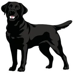 Standing Black Lab Sticker Die Cut Vinyl Decal