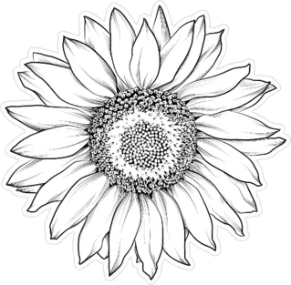 Sunflower Isolated On White Sticker Die Cut Vinyl Decal
