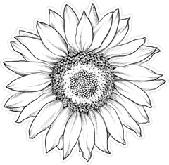 Sunflower Isolated On White Sticker Die Cut Vinyl Decal