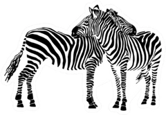 Two Zebras Standing Isolated On White Sticker Die Cut Vinyl Decal