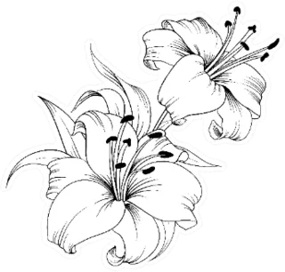 Lily Sketch Sticker Die Cut Vinyl Decal