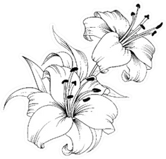 Lily Sketch Sticker Die Cut Vinyl Decal