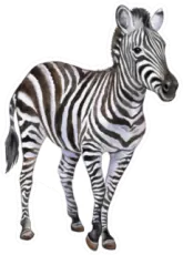 Zebra Isolated On White Background Sticker Die Cut Vinyl Decal